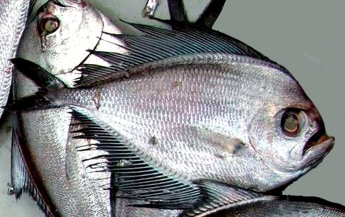 Pterycombus brama_005